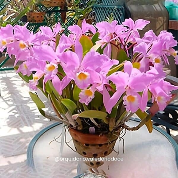 Cattleya Gaskeliana Concolor - Adulta