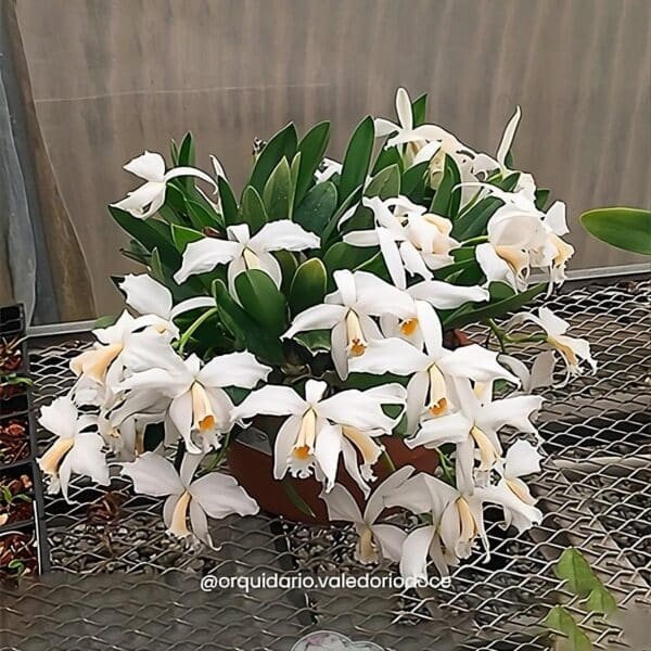 Laelia Jongheana Alba x L. Schomburgkia Superbiens Alba - Adulta