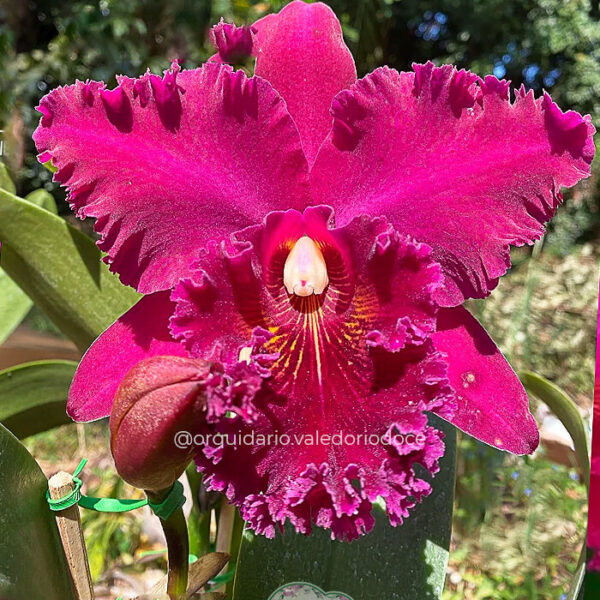 BLC Chia Lin - Adulta