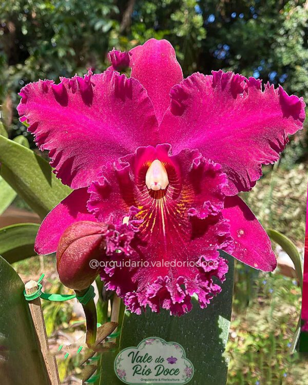 BLC Chia Lin - Adulta