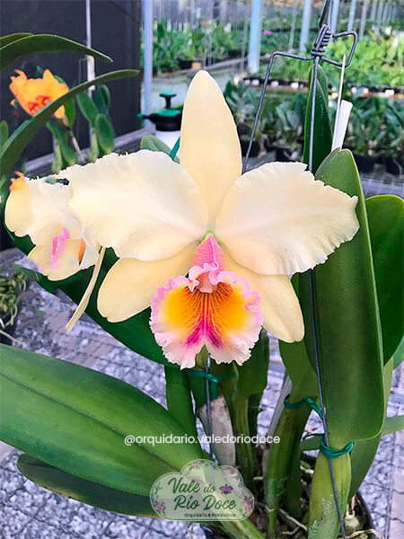 BLC George King Southern Cross Am/Aos - Adulta