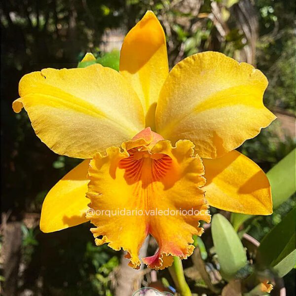BLC Gisele Bundchen - Adulta