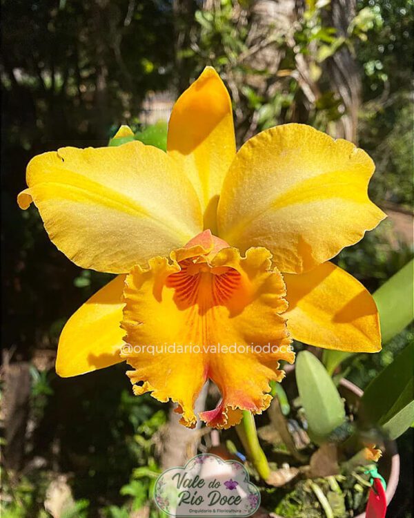 BLC Gisele Bundchen - Adulta
