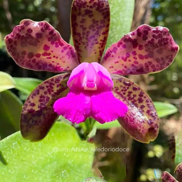 BLC Leopoldii Dark Princess - Adulta