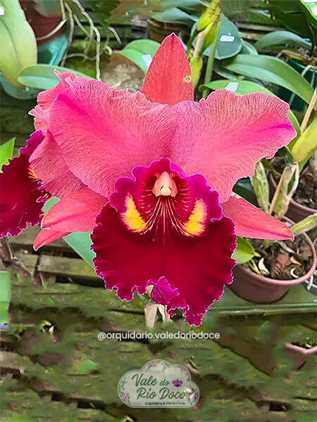 BLC Mirian Suzuki 'Pink Pearl' - Adulta
