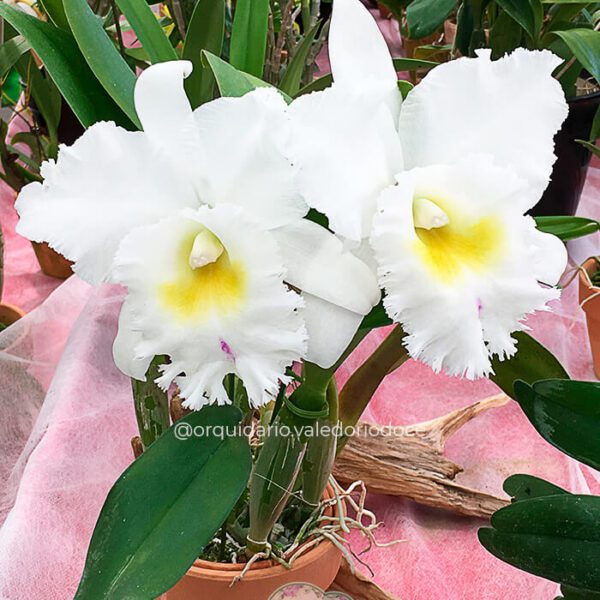 BLC Pastoral Innocence - Adulta