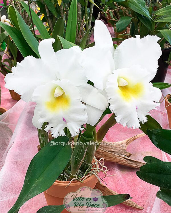 BLC Pastoral Innocence - Adulta