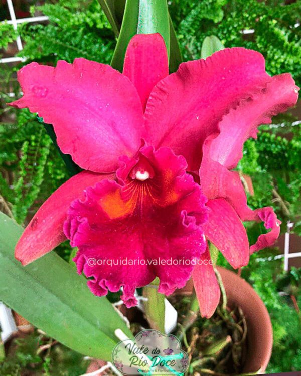 BLC Pumpkin Festival - Adulta