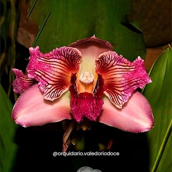 Bifrenaria Tyrianthina Trilabelo x Bifrenaria Verboonenii - Adulta