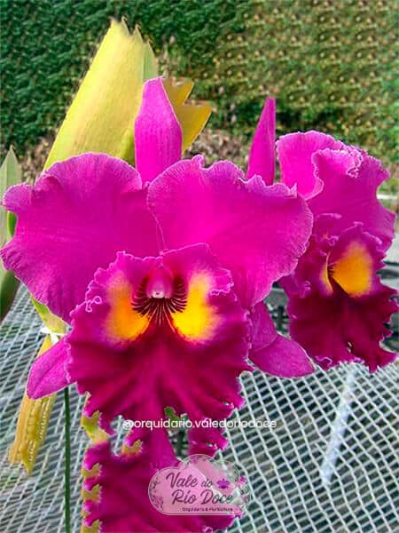 BLC Sweet Anniversary 'Yellow Eye' - Adulta