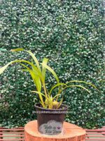 Orquídea Coelia Bella ( Bothriochilus bellus) - Adulta - Imagem 2