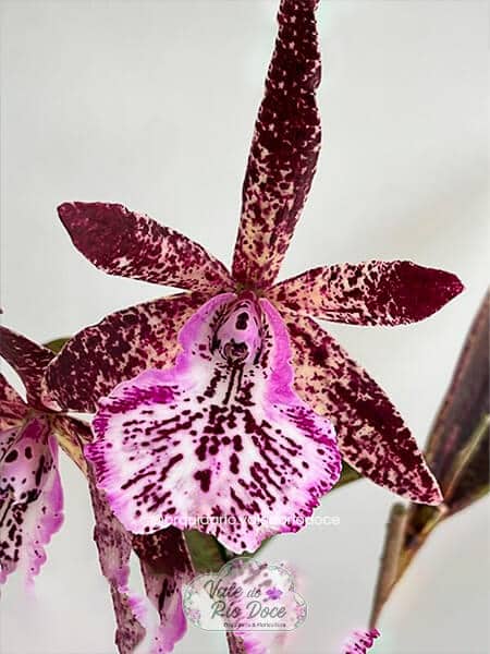 Brassocattleia Hippodamia - Adulta