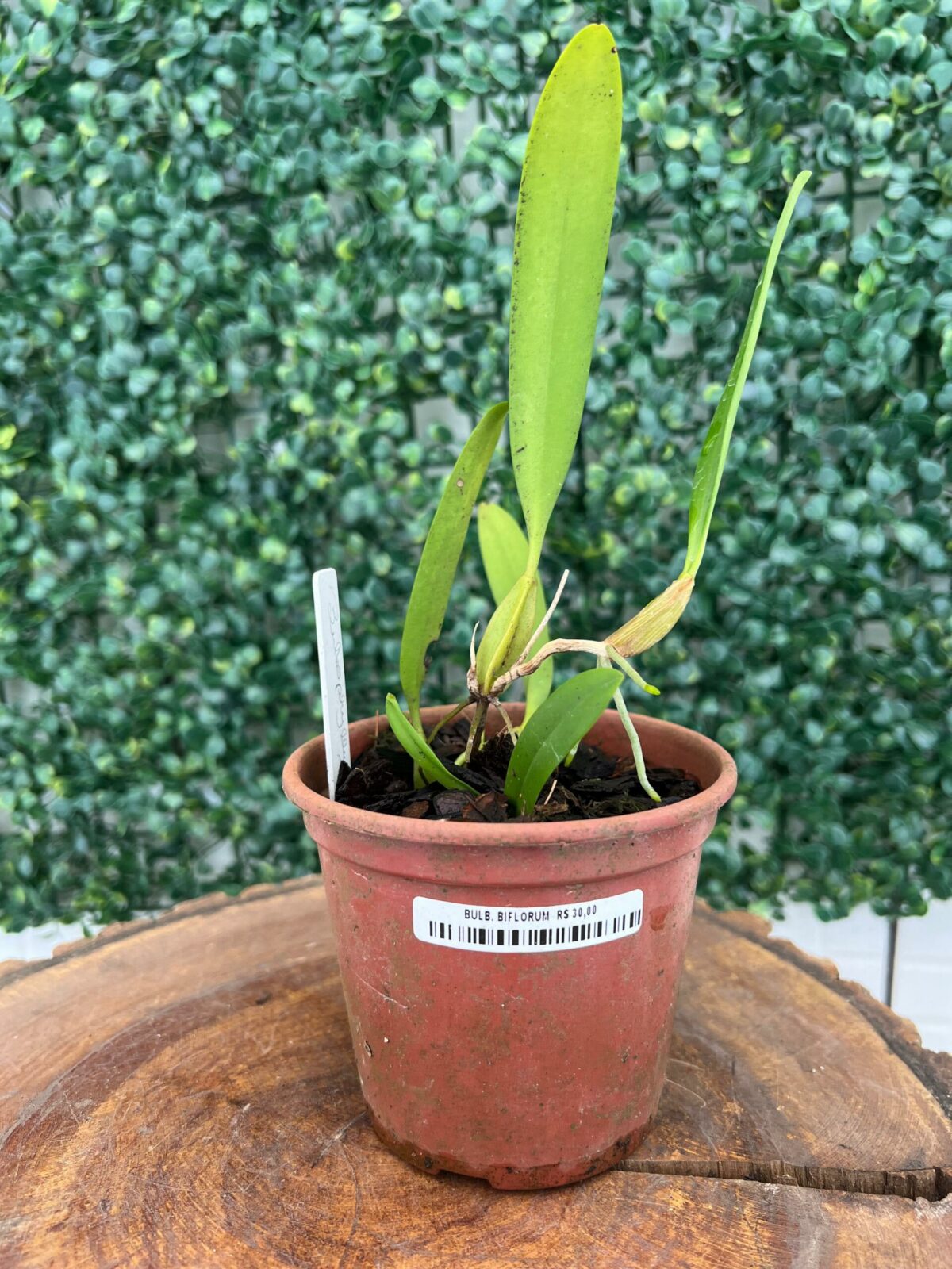 Bulbophyllum Biflorum - Adulta