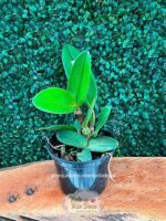 Cattleya Portia Coerulea x Cattleya White Coerulea - Adulta - Imagem 2