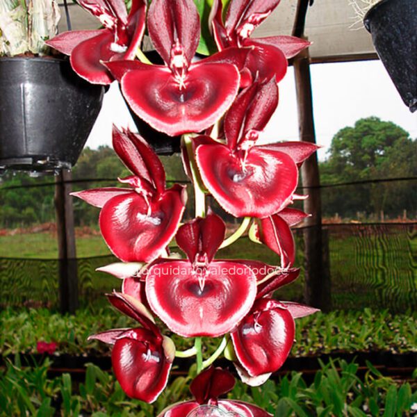 Catasetum João Stivalli - Adulta