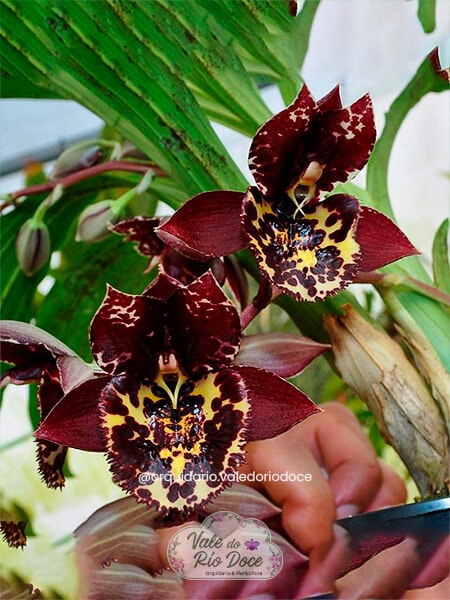 Catasetum kidney beans - Adulta
