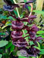 Catasetum Fredclarkeara After Dark - Adulta