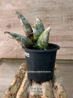 Catasetum Fredclarkeara After Dark - Adulta - Imagem 2