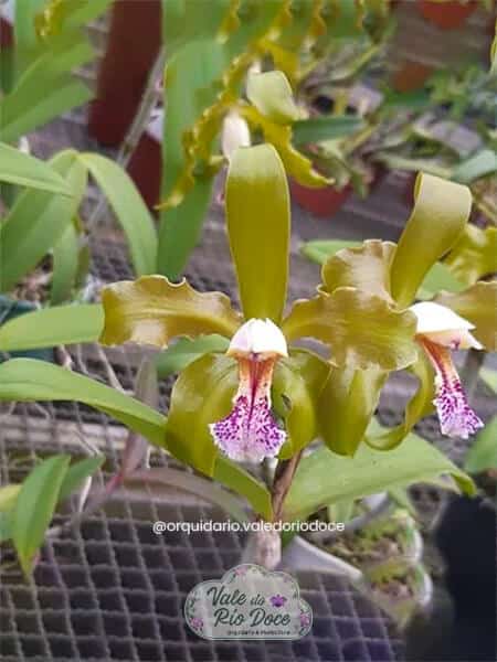 Cattleya Schofieldiana - Adulta