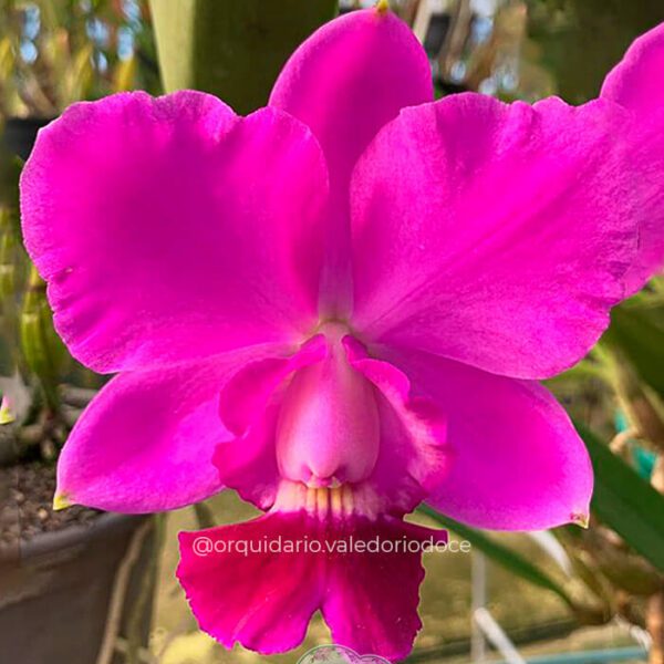 Cattleya Aloha Case - Adulta
