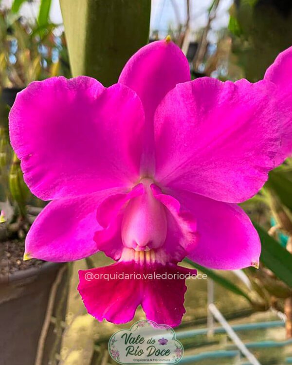 Cattleya Aloha Case - Adulta