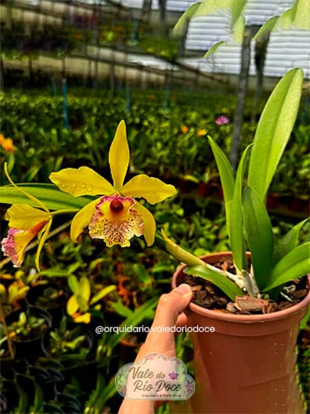 Cattleya Bc Maikai Mayumi x Pastoral Innocence - Adultas