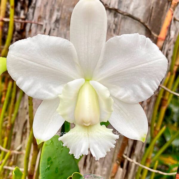 Cattleya Dolosa Alba - Adulta