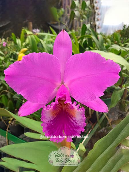Cattleya Labiata - Adulta