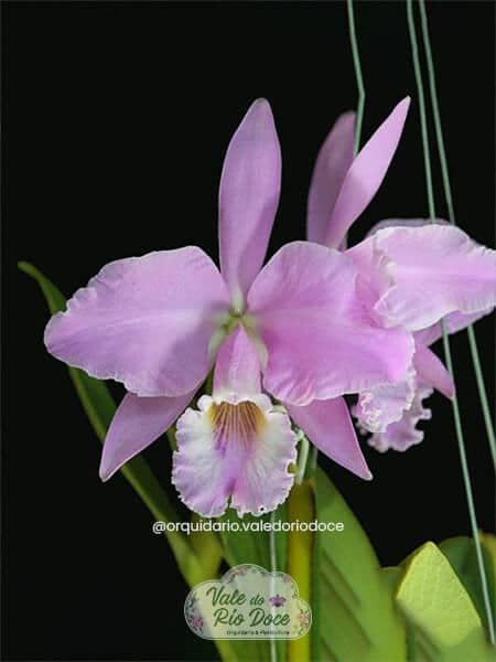 Cattleya Labiata cara Branca x Venosa - Adultas