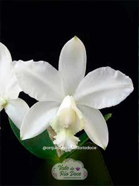 Cattleya Loddigesii Alba - Adulta