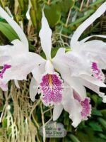 Cattleya Maxima Semi Alba - Adulta