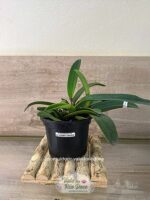 Cattleya Maxima Semi Alba - Adulta - Imagem 2