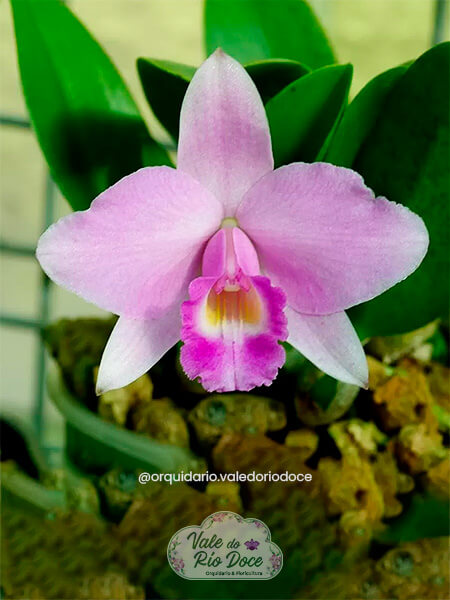 Cattleya Nobilior x Laelia Praestas - Adulta