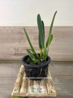 Cattleya Percivaliana Alba - Adulta - Imagem 2