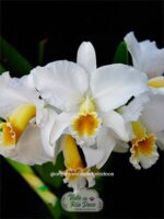 Cattleya Percivaliana Alba - Adulta