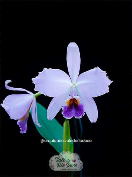 Cattleya Percivaliana Coerulea - Adulta