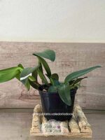 Cattleya Portia Coerulea - Adulta - Imagem 2