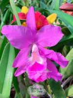 Cattleya Portia Coerulea - Adulta