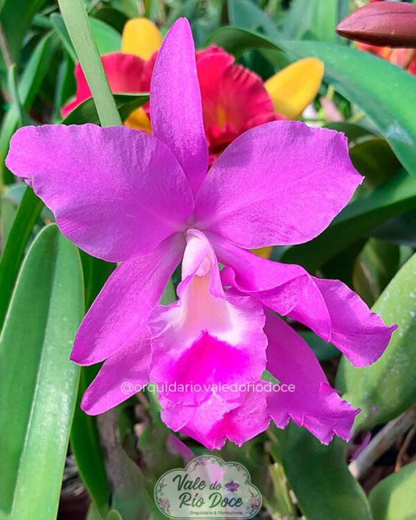 Cattleya Portia Coerulea - Adulta