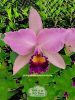 Cattleya Portia Coerulea x Cattleya White Coerulea - Adulta