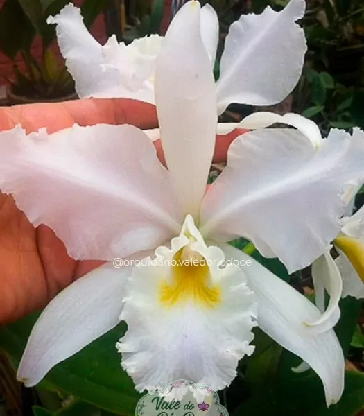 Cattleya Warneri Ricardo Bells - Adulta