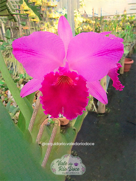 Cattleya Rubra Flamea x Rubra - Adulta