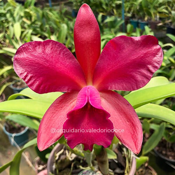 Cattleya Suzuki Red Star - Adulta
