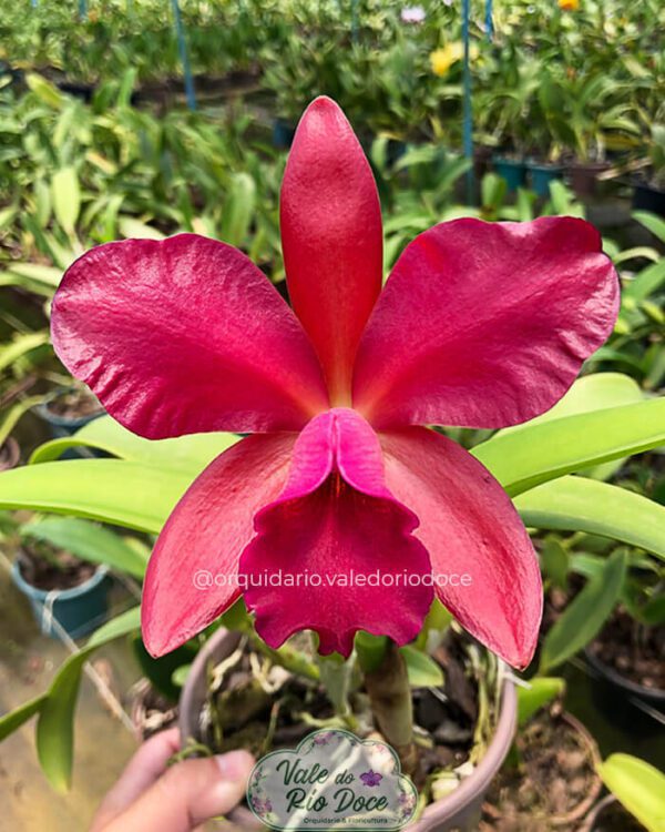 Cattleya Suzuki Red Star - Adulta