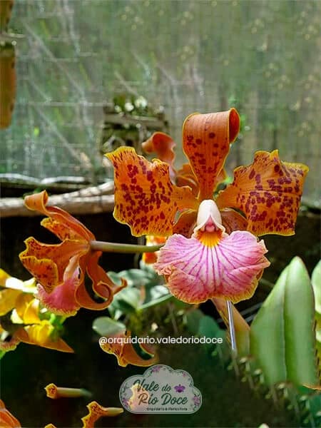 Cattleya Velutina - Adulta