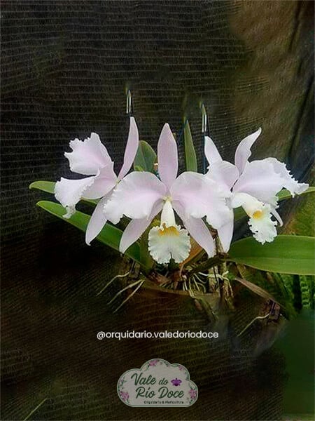 Cattleya Warneri (Ricardo Bells X Leopoldina) - Adulta