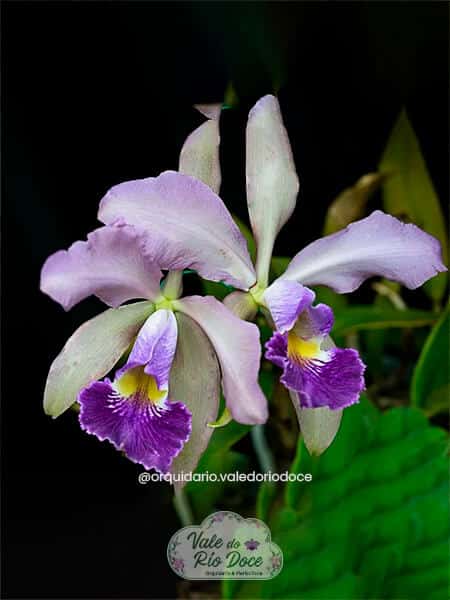 Cattleya Whitei Coerulea - Adulta