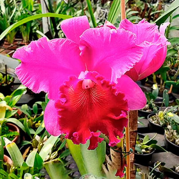 BLC Yamanashi - Adulta