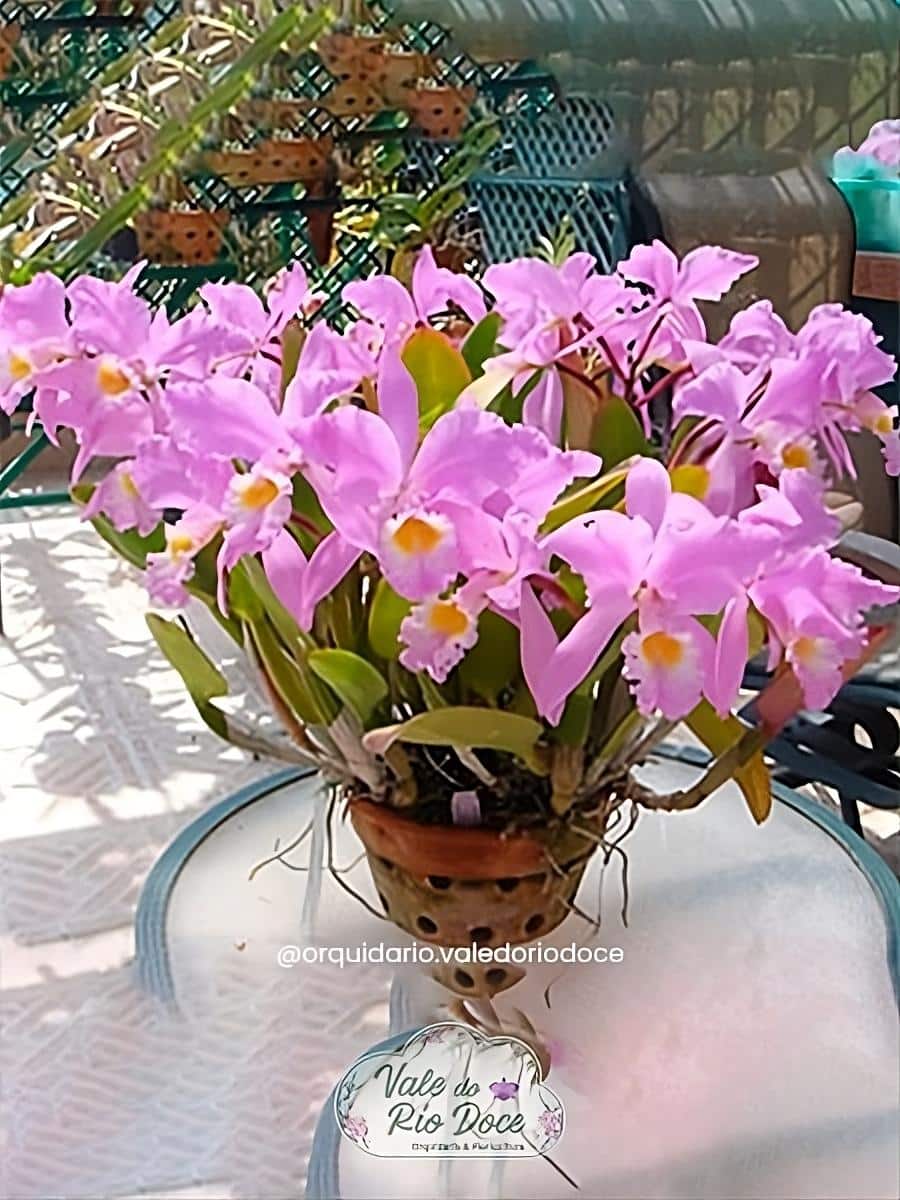 Cattleya Gaskeliana Concolor - Adulta