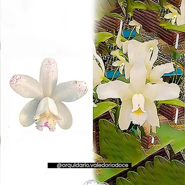 Cattleya intermedia flamea suav x Cattleya Amethystoglossa - Adultas